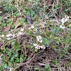 Epacris breviflora at Berlang, NSW - 20 Aug 2022