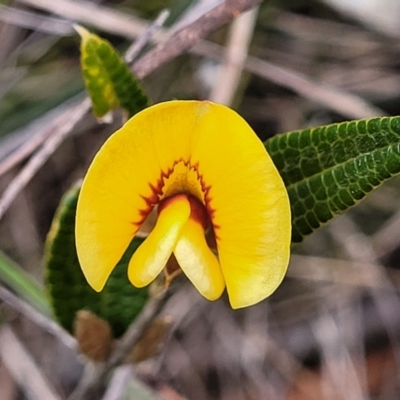 Mirbelia platylobioides (Large-flowered Mirbelia) at Berlang, NSW - 20 Aug 2022 by trevorpreston