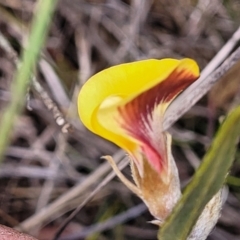 Mirbelia platylobioides at Berlang, NSW - 20 Aug 2022 12:55 PM