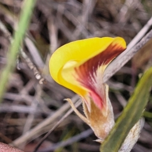 Mirbelia platylobioides at Berlang, NSW - 20 Aug 2022