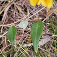 Mirbelia platylobioides at Berlang, NSW - 20 Aug 2022 12:55 PM