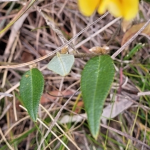 Mirbelia platylobioides at Berlang, NSW - 20 Aug 2022