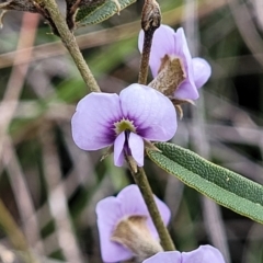 Hovea heterophylla (Common Hovea) at Deua National Park (CNM area) - 20 Aug 2022 by trevorpreston