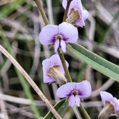 Hovea heterophylla at Krawarree, NSW - 20 Aug 2022