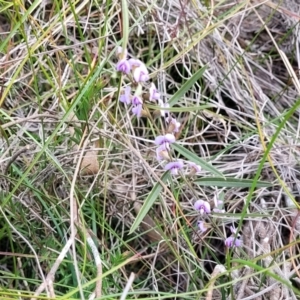 Hovea heterophylla at Krawarree, NSW - 20 Aug 2022