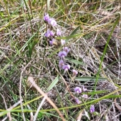 Hovea heterophylla at Krawarree, NSW - 20 Aug 2022