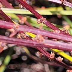 Exocarpos strictus (Dwarf Cherry) at Krawarree, NSW - 20 Aug 2022 by trevorpreston