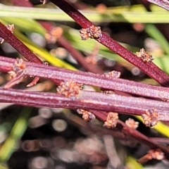 Exocarpos strictus at Krawarree, NSW - 20 Aug 2022