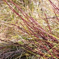 Exocarpos strictus at Krawarree, NSW - 20 Aug 2022