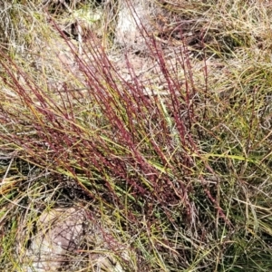 Exocarpos strictus at Krawarree, NSW - 20 Aug 2022