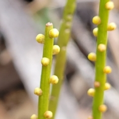 Choretrum pauciflorum (Dwarf Sour Bush) at QPRC LGA - 20 Aug 2022 by trevorpreston