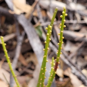 Choretrum pauciflorum at Krawarree, NSW - 20 Aug 2022
