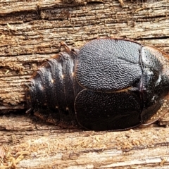Laxta friedmani (Friedman's trilobite cockroach) at Berlang, NSW - 20 Aug 2022 by trevorpreston
