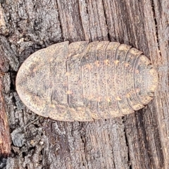 Laxta sp. (genus) (Bark cockroach) at Deua National Park (CNM area) - 20 Aug 2022 by trevorpreston