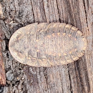 Laxta sp. (genus) at Berlang, NSW - 20 Aug 2022