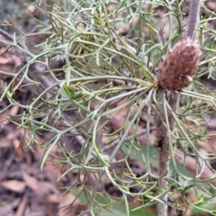 Petrophile sessilis (Conesticks) at QPRC LGA - 20 Aug 2022 by trevorpreston