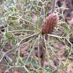 Petrophile sessilis at Berlang, NSW - 20 Aug 2022