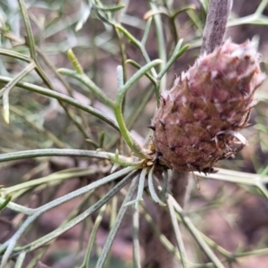 Petrophile sessilis at Berlang, NSW - 20 Aug 2022