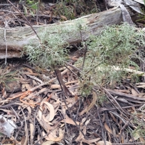 Petrophile sessilis at Berlang, NSW - 20 Aug 2022