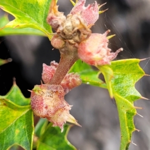 Podolobium ilicifolium at Berlang, NSW - 20 Aug 2022