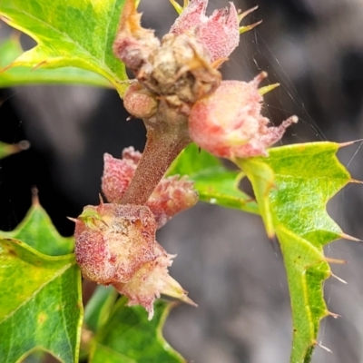 Podolobium ilicifolium (Prickly Shaggy-pea) at QPRC LGA - 20 Aug 2022 by trevorpreston