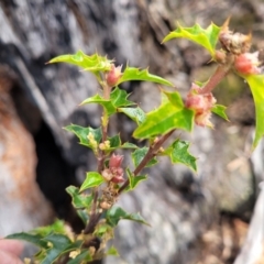 Podolobium ilicifolium at Berlang, NSW - 20 Aug 2022