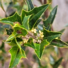 Podolobium ilicifolium at Berlang, NSW - 20 Aug 2022