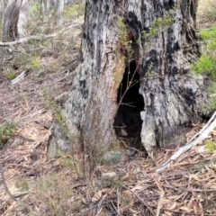 Podolobium ilicifolium at Berlang, NSW - 20 Aug 2022