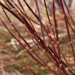 Exocarpos strictus (Dwarf Cherry) at Deua National Park (CNM area) - 20 Aug 2022 by trevorpreston