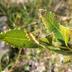 Lomatia ilicifolia (Holly Lomatia) at QPRC LGA - 20 Aug 2022 by trevorpreston