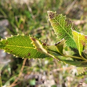 Lomatia ilicifolia at Krawarree, NSW - 20 Aug 2022 12:29 PM