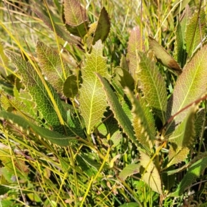 Lomatia ilicifolia at Krawarree, NSW - 20 Aug 2022 12:29 PM