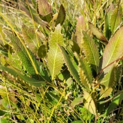 Lomatia ilicifolia at Krawarree, NSW - 20 Aug 2022