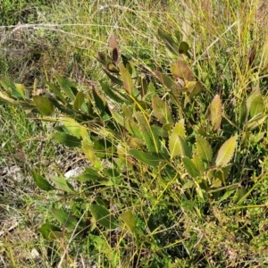 Lomatia ilicifolia at Krawarree, NSW - 20 Aug 2022