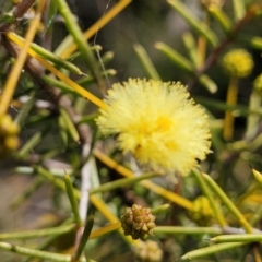 Acacia brownii (Heath Wattle) at Krawarree, NSW - 20 Aug 2022 by trevorpreston