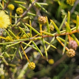 Acacia brownii at Krawarree, NSW - 20 Aug 2022