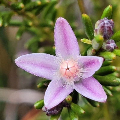 Philotheca salsolifolia subsp. salsolifolia (Philotheca) at QPRC LGA - 20 Aug 2022 by trevorpreston