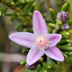 Philotheca salsolifolia subsp. salsolifolia (Philotheca) at Krawarree, NSW - 20 Aug 2022 by trevorpreston