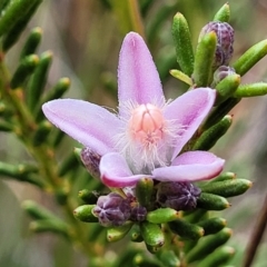 Philotheca salsolifolia subsp. salsolifolia at Krawarree, NSW - 20 Aug 2022