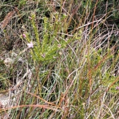 Philotheca salsolifolia subsp. salsolifolia at Krawarree, NSW - 20 Aug 2022