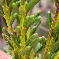 Philotheca salsolifolia subsp. salsolifolia at Krawarree, NSW - 20 Aug 2022