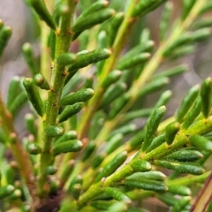 Philotheca salsolifolia subsp. salsolifolia at Krawarree, NSW - 20 Aug 2022