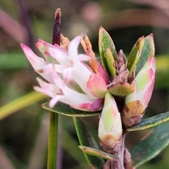 Brachyloma daphnoides (Daphne Heath) at Krawarree, NSW - 20 Aug 2022 by trevorpreston