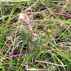 Brachyloma daphnoides at Krawarree, NSW - 20 Aug 2022