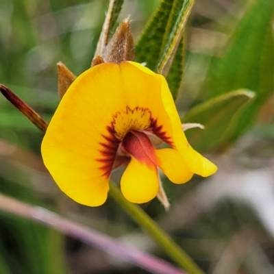 Mirbelia platylobioides (Large-flowered Mirbelia) at QPRC LGA - 20 Aug 2022 by trevorpreston