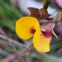 Mirbelia platylobioides at Krawarree, NSW - 20 Aug 2022 12:24 PM