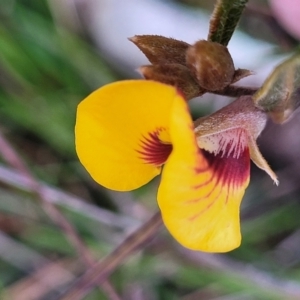 Mirbelia platylobioides at Krawarree, NSW - 20 Aug 2022