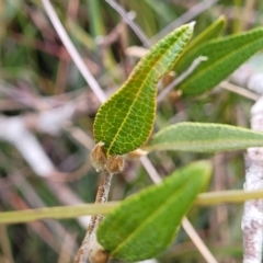 Mirbelia platylobioides at Krawarree, NSW - 20 Aug 2022