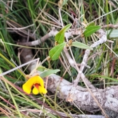 Mirbelia platylobioides at Krawarree, NSW - 20 Aug 2022