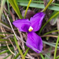 Patersonia sericea var. sericea (Silky Purple-flag) at QPRC LGA - 20 Aug 2022 by trevorpreston